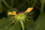 Cucumberleaf sunflower